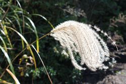 IMG_2571.JPG